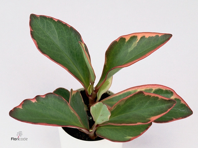 Peperomia clus. ' Jellie'