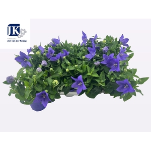 PLATYCO GR ASTRA BLU