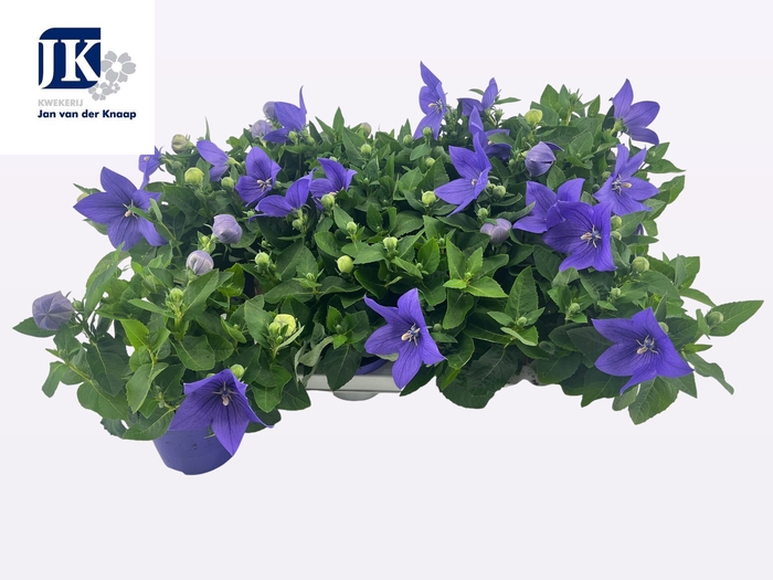 <h4>PLATYCO GR ASTRA BLU</h4>