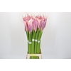 Zantedeschia Eydolls Purple Pink