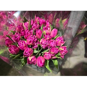 Tulpes Pilnavidures Rozines LT