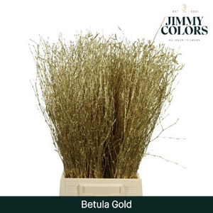 Betula L60 Mtlc. Gold
