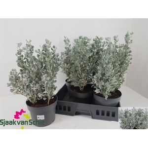 ATRI NU SILVER HOLLY