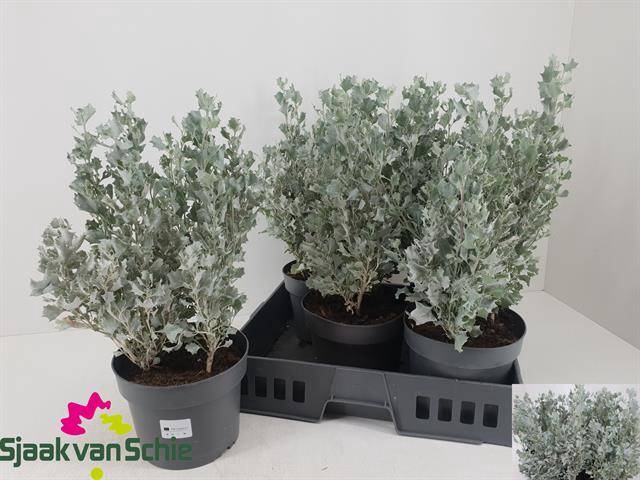 <h4>ATRI NU SILVER HOLLY</h4>