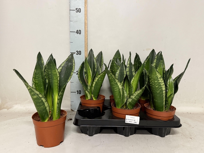 <h4>SANSEV TRIFASCIA  OV</h4>