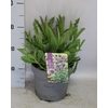 'Weekaanbieding: vaste planten 19 cm  Verbena venosa Rigida (Lilac)