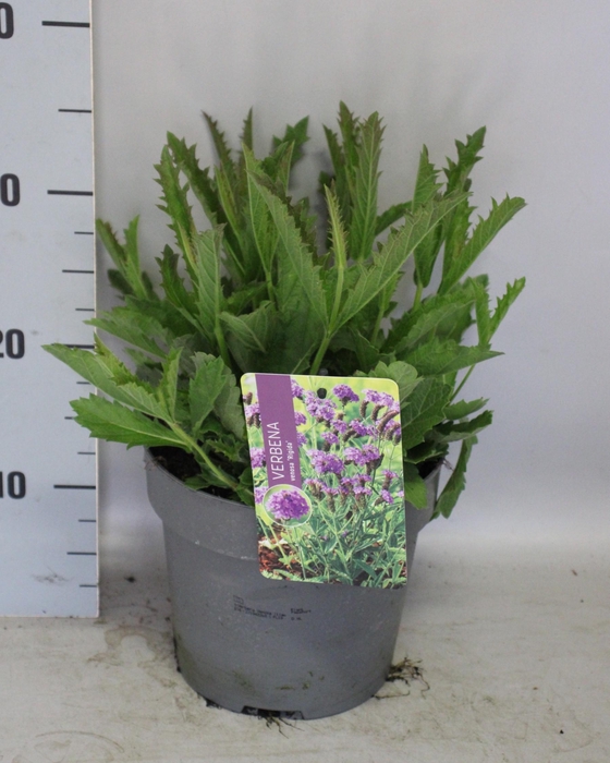 'Weekaanbieding: vaste planten 19 cm  Verbena venosa Rigida (Lilac)