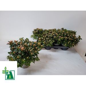 <h4>RHODO SI SACHSENSTER</h4>