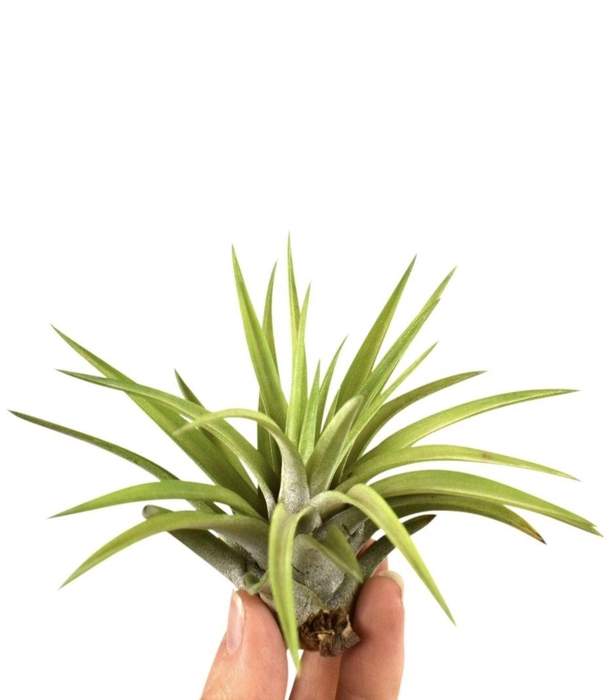 <h4>tillandsia abdita</h4>