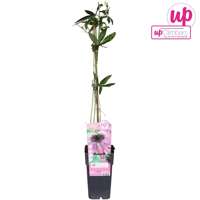 <h4>Passiflora Purple Haze P15</h4>