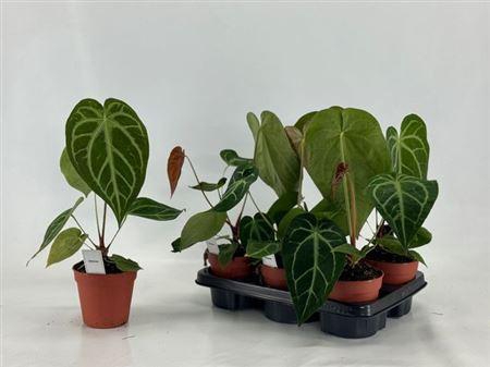 Anthu Crystallinum Regale