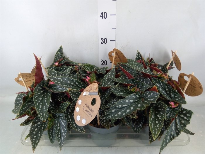 <h4>Begonia BD mac. 'Spotlight Green'</h4>