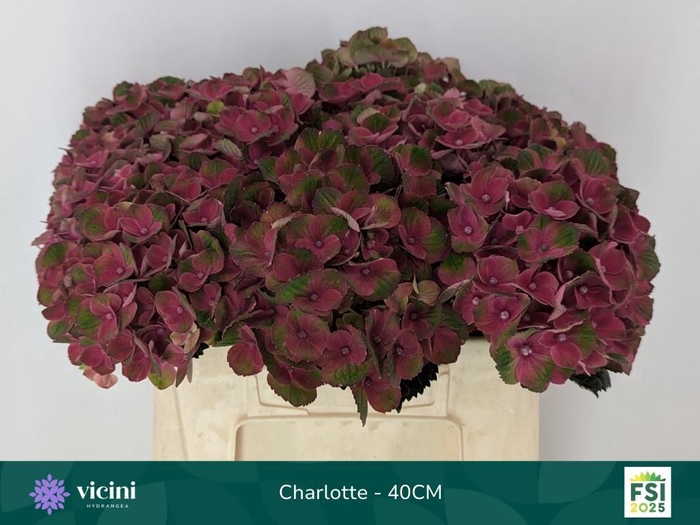<h4>HYDR M MAG CHARLOTTE</h4>