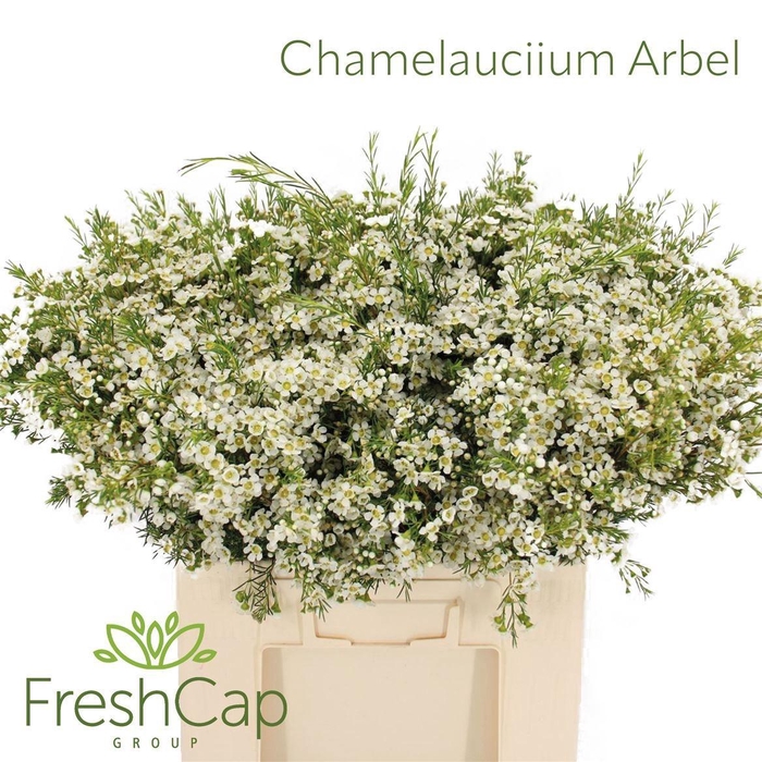 <h4>CHAME UN ARBEL</h4>