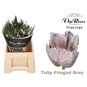 Vip Tu Fr Fringed Grey
