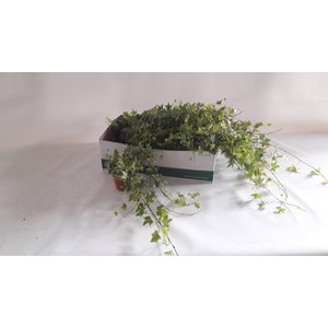 HED HE YELLOW RIPPLE