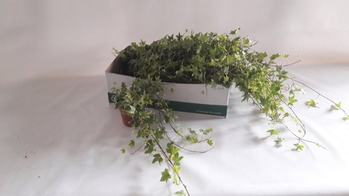 <h4>HED HE YELLOW RIPPLE</h4>