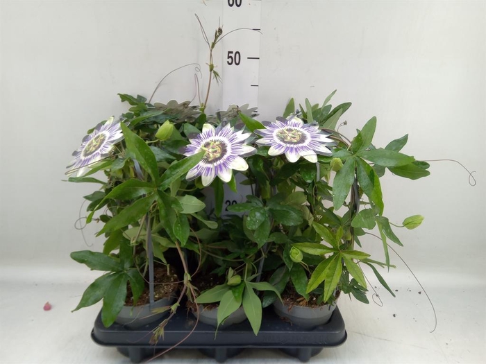 <h4>Passiflora caerul.</h4>