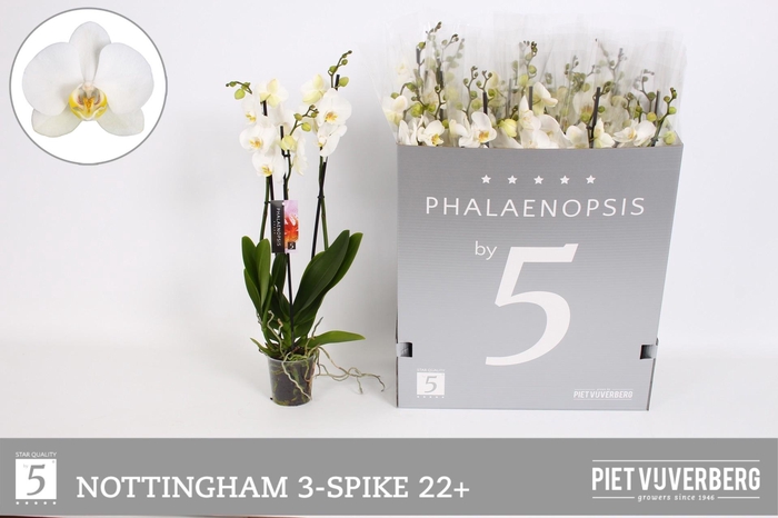 <h4>PHAL AN NOTTINGHAM</h4>