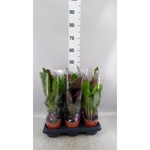 Calathea   ...mix 5