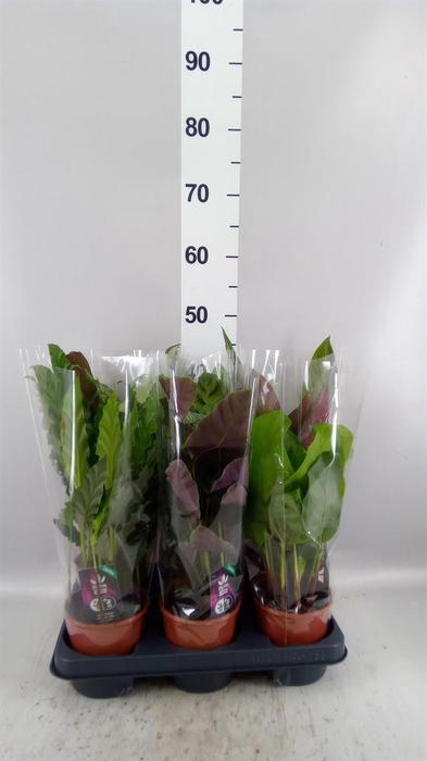 <h4>Calathea   ...mix 5</h4>