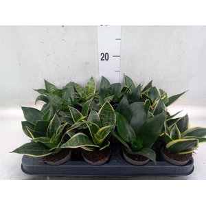 Sansevieria trifa.   ...