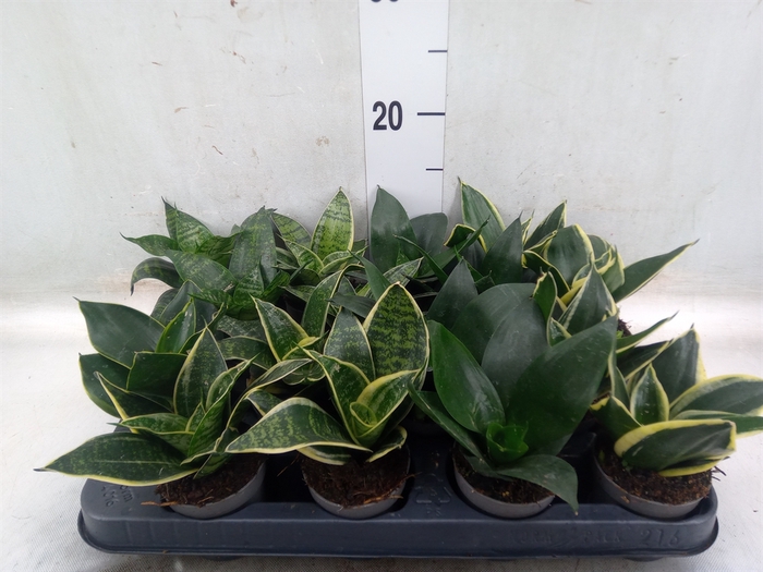 <h4>Sansevieria trifa.   ...</h4>
