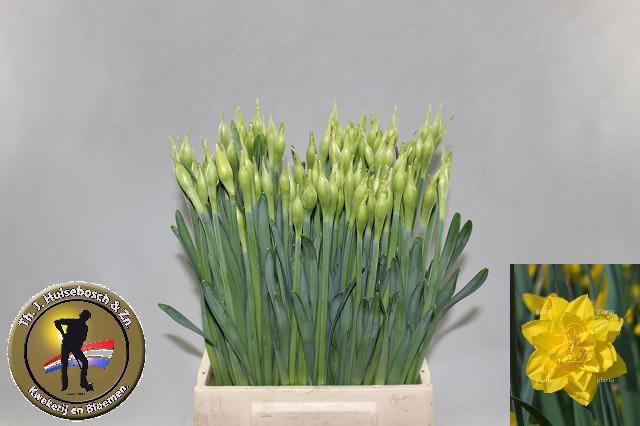 <h4>NARC DU GOLDEN DUCAT</h4>