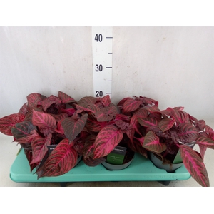 Iresine herbstii 'Rich Redstar'