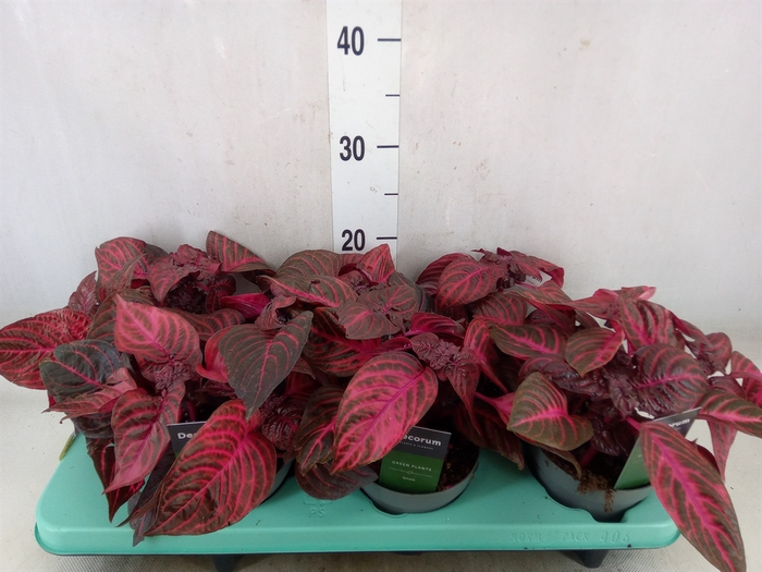 <h4>Iresine herbstii 'Rich Redstar'</h4>