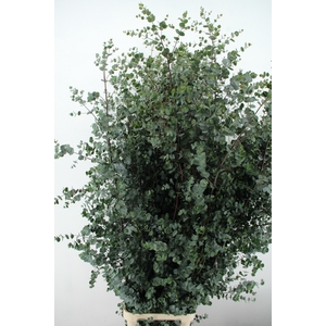 EUC GU AZURA 200CM