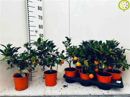 <h4>Citr Microcarpa 5+</h4>