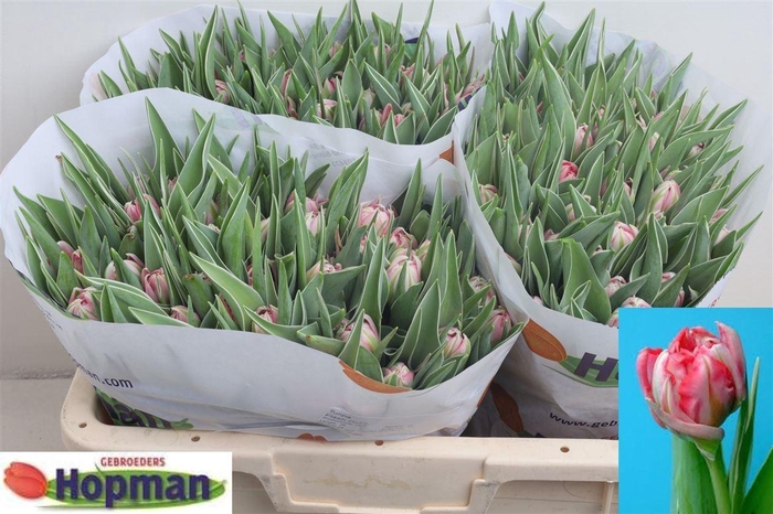 <h4>Tu Du Flash Point</h4>