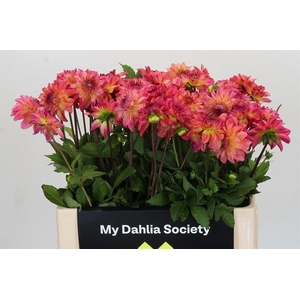 Dahlia Belfloor