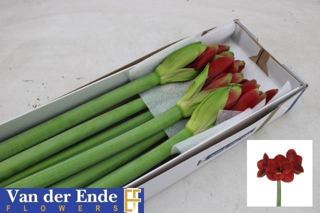 <h4>HIPP GA PRIMITIVO</h4>