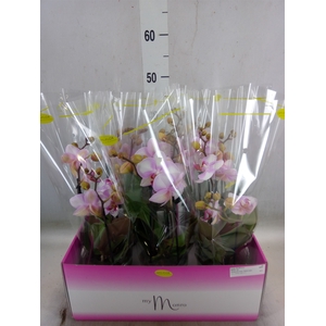 Phalaenopsis   ...rose
