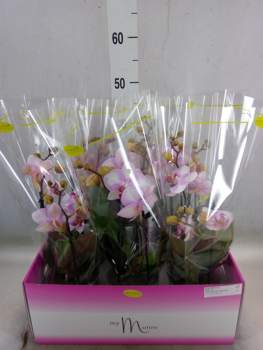 <h4>Phalaenopsis   ...rose</h4>