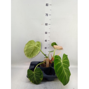 Philodendron   ...
