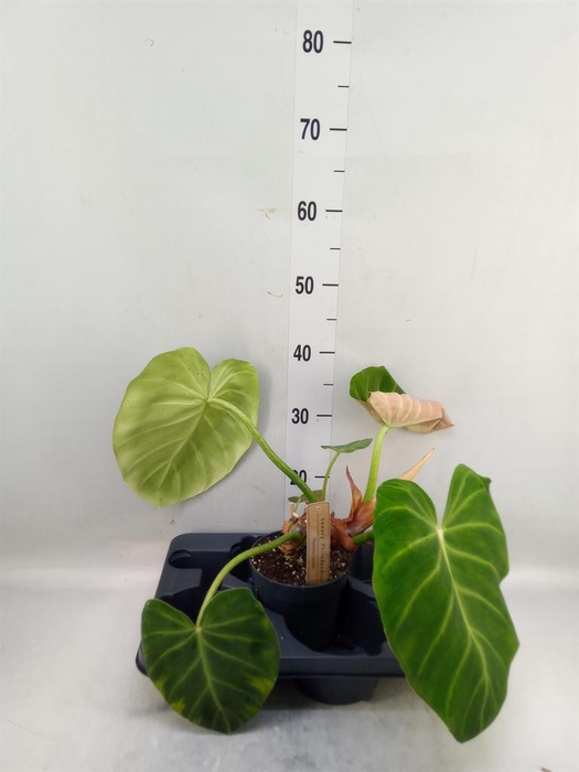 <h4>Philodendron   ...</h4>