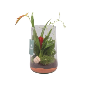 Green Bottle Deline Large met Bromelia