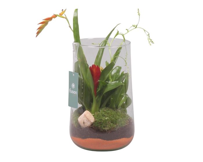 <h4>Green Bottle Deline Large met Bromelia</h4>
