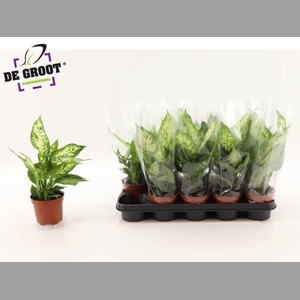 Dieffenbachia  'Compacta'