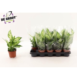Dieffenbachia  'Compacta'