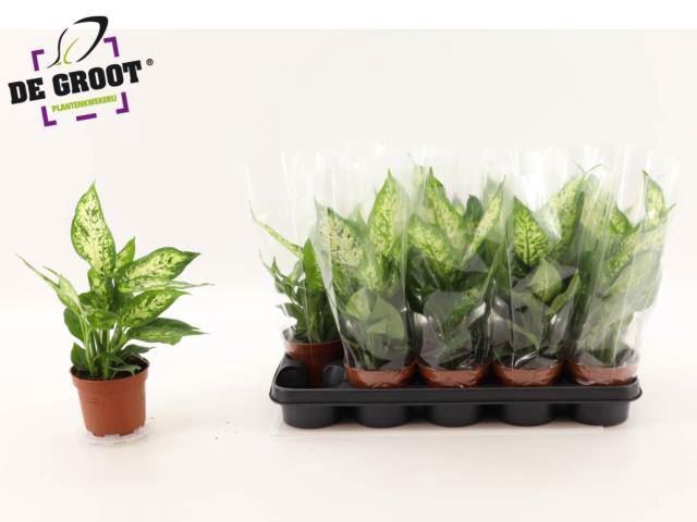 <h4>Dieffenbachia  'Compacta'</h4>