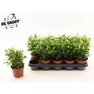 Ficus benjamina Natasja 12Ø 30cm 10pp