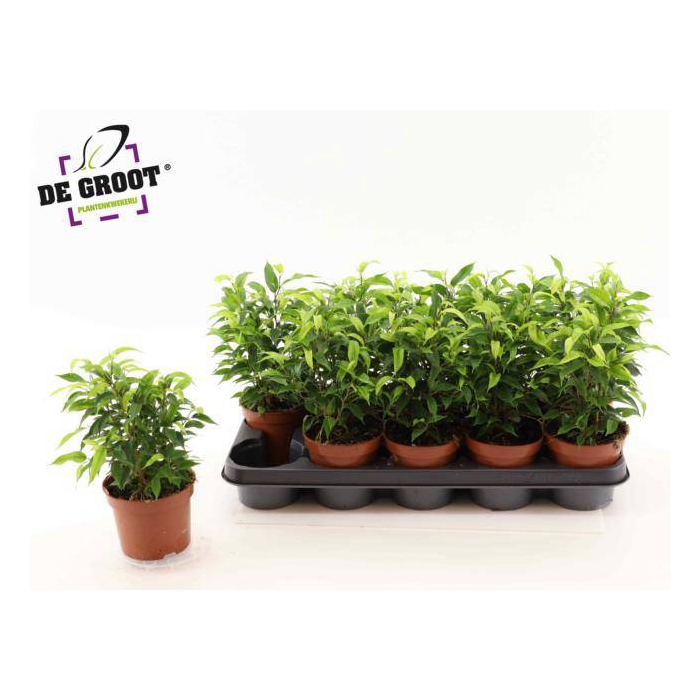 <h4>Ficus benjamina Natasja 12Ø 30cm 10pp</h4>