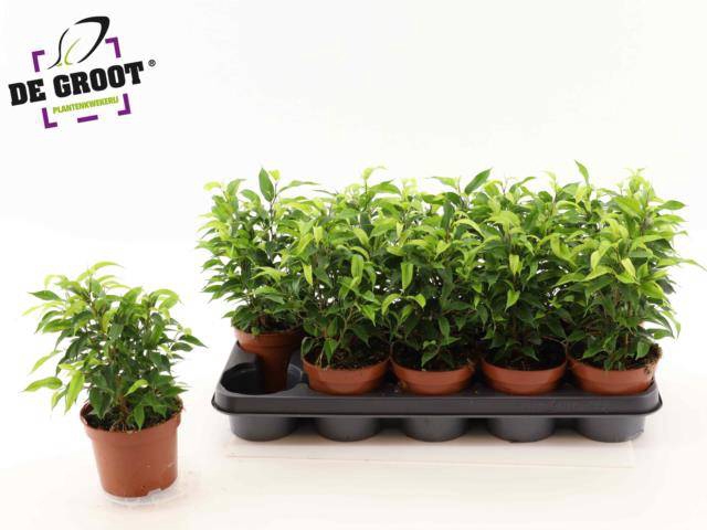 Ficus benjamina Natasja 12Ø 30cm 10pp