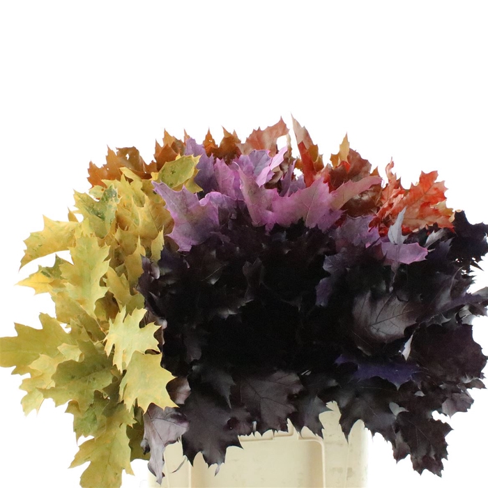 <h4>Querc Rub Autumn Mix</h4>