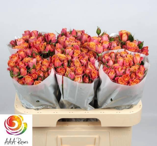 <h4>R TR SONORA</h4>