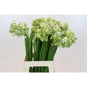 Ornithogalum Saundersiae